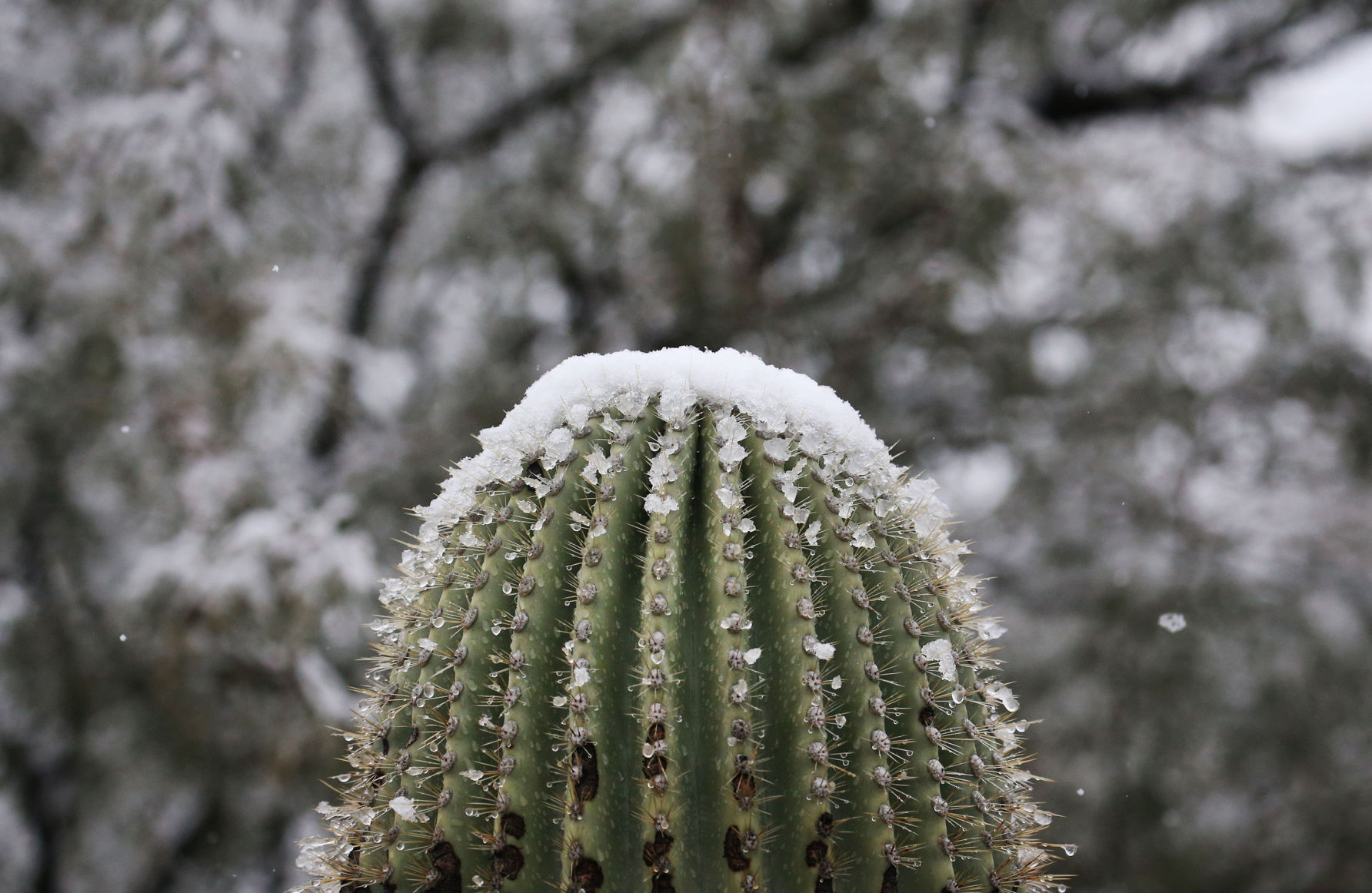 Snow across Tucson